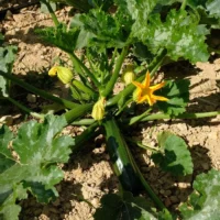 Courgette Zuboda
