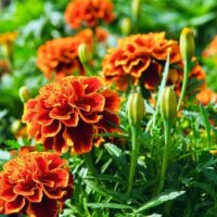 🪷Œillet d’Inde (Tagète)