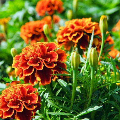 🪷Œillet d’Inde (Tagète)