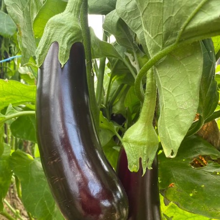 Aubergine Black Beauty