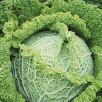 Chou de Milan Gros des Vertus (par lot de 6)