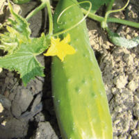 Concombre Marketmore