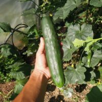 Concombre Tanja