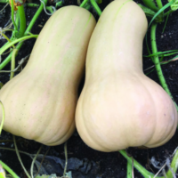 Courge Musquée Butternut