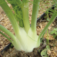 Fenouil Géant Mammouth Perfection (par lot de 6)