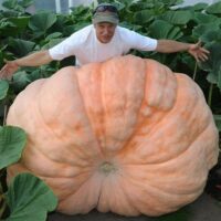 Potiron Atlantic Giant