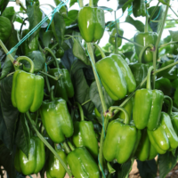Poivron Jumbo Stuff