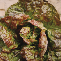 Laitue Pasquier (par lot de 6)