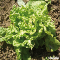 Laitue Reine de Mai de Pleine Terre (par lot de 6)
