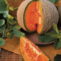 Melon Sucrin de Tours