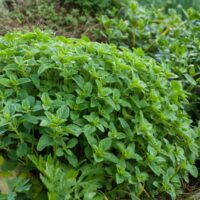 🌿 Origan
