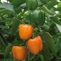 Poivron California Wonder Orange