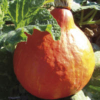 Potiron Red Kuri (Potimarron)