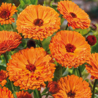 🪷Souci (Calendula)