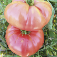 Tomate Rose de Berne