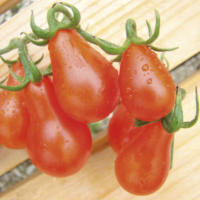 Tomate Cerise Poire Rouge