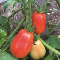 Tomate Roma